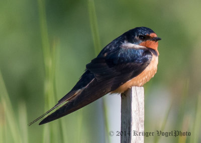 Barn Swallow (male) 4735.jpg