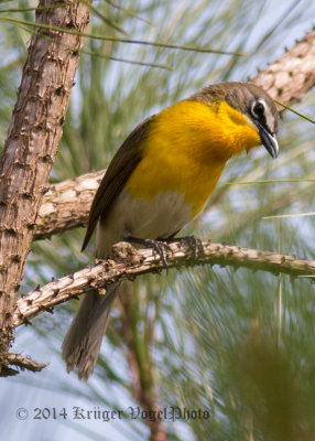 Yellow-breasted Chat 4917.jpg