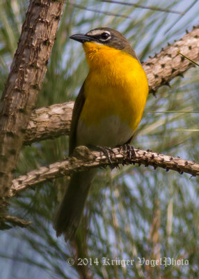 Yellow-breasted Chat 4929.jpg