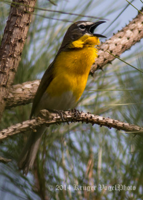 Yellow-breasted Chat 4931.jpg