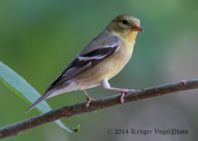 American Goldfinch (female) 4988.jpg