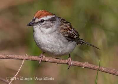 Chipping Sparrow (5)