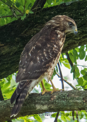 Red-shouldered Hawk (juvenile) 1501.jpg