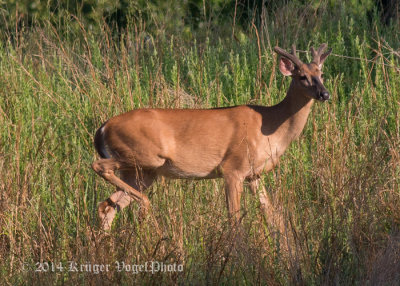 White-tailed Deer (male) 5139.jpg