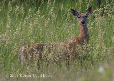 White-tailed Deer (female) 5164.jpg
