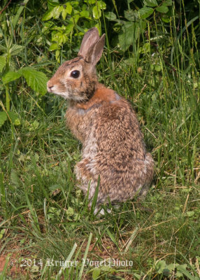 Eastern Cottontail Rabbit (3)