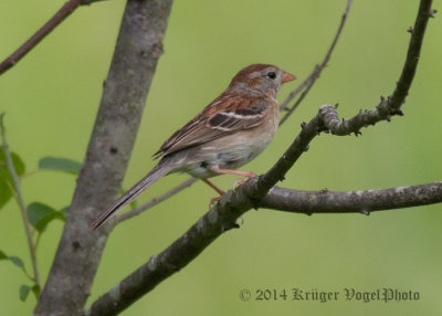 Field Sparrow 5147.jpg