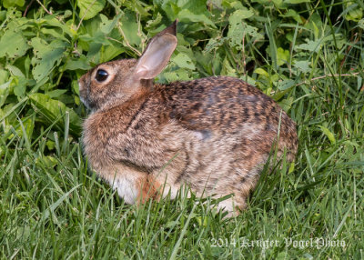 Cottontail Rabbit 5264.jpg