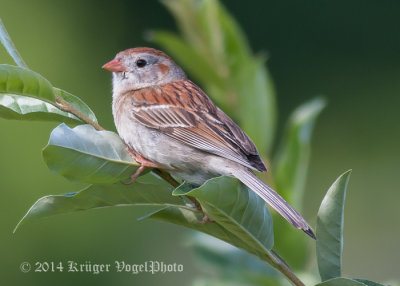 Field Sparrow 5208.jpg
