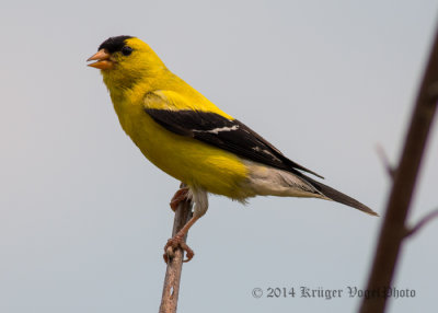 American Goldfinch (male) 6550.jpg