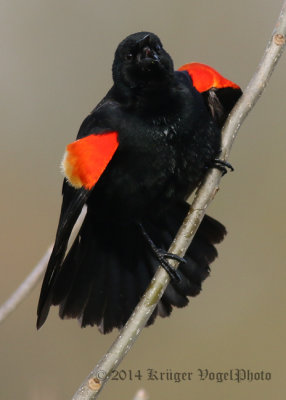 Red-winged Blackbird (8)