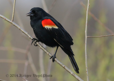Red-winged Blackbird (male) 3976.jpg