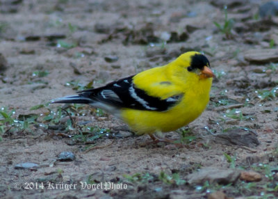 American Goldfinch (male) 5396.jpg