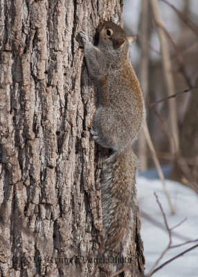 Eastern Gray Squirrel 1033.jpg