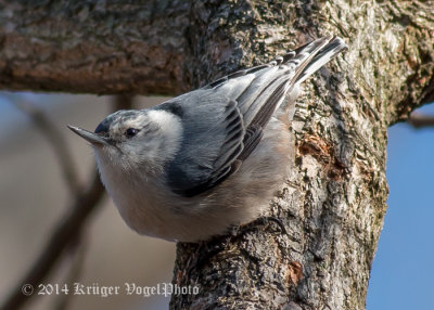 White-breasted Nuthatch 1324.jpg