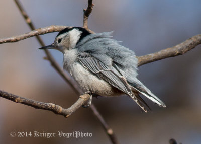 White-breasted Nuthatch 1341.jpg