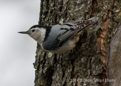 White-breasted Nuthatch 4015.jpg