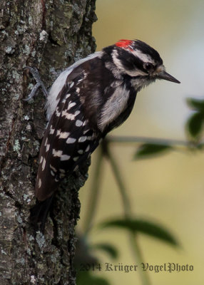 Downy Woodpecker (9)