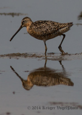 Short/Long-billed Dowitchers (10)