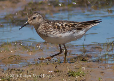 Least Sandpiper 5438.jpg