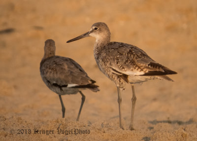 Willet 1280.jpg