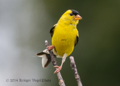 American Goldfinch (male) 6535.jpg
