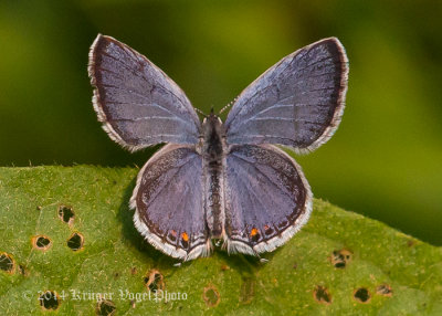 Eastern Tailed-Blue (male) 6298.jpg