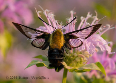 Hummingbird Moth 6350.jpg