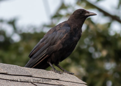 American Crow (juvenile) 6579.jpg