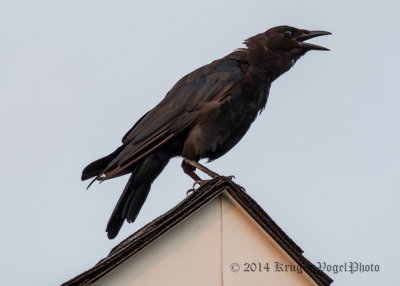 American Crow (juvenile) 6583.jpg