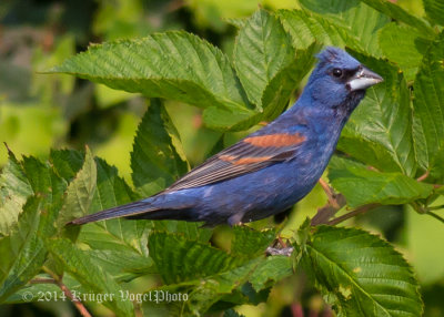 Blue Grosbeak (male) 6467.jpg