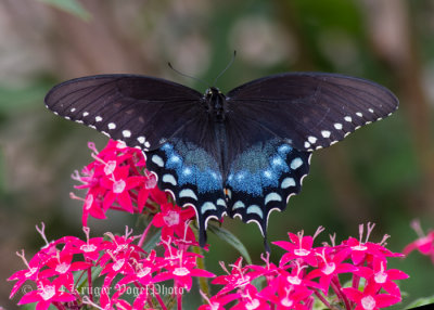 Spicebush Swallowtail (male) 6496.jpg