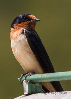 Barn Swallow (female) 6947.jpg