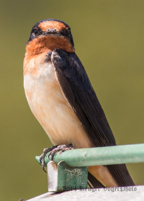 Barn Swallow (female) 6946.jpg