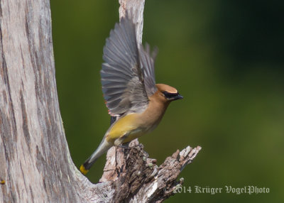 Cedar Waxwing 6927.jpg