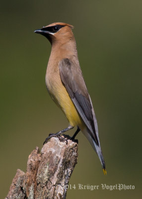 Cedar Waxwing (11)