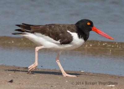 American Oystercatcher (21)