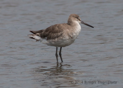 Willet 7427.jpg