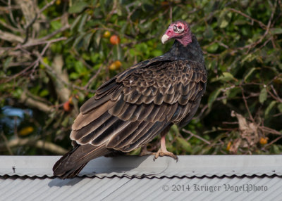 Turkey Vulture 7829.jpg