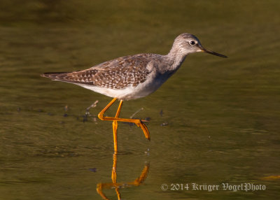 Lesser Yellowlegs 7991.jpg