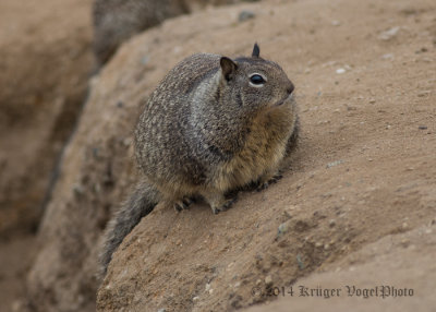 California Ground Squirrel (6)