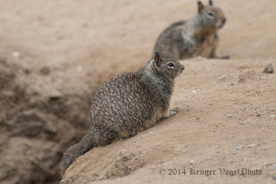 California Ground Squirrel 8201.jpg