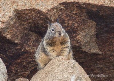 Ground Squirrel 8220.jpg