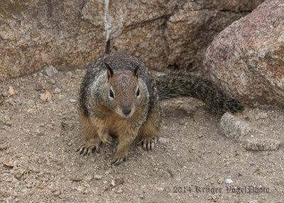 California Ground Squirrel 8242.jpg