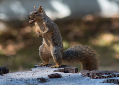 Eastern Fox Squirrel 8673.jpg