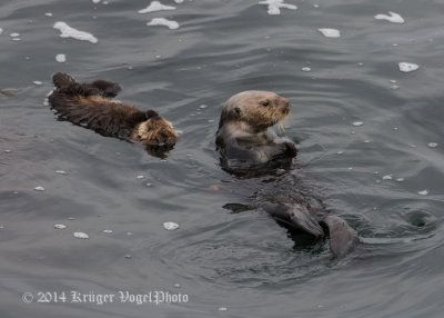 Sea Otters 8314.jpg