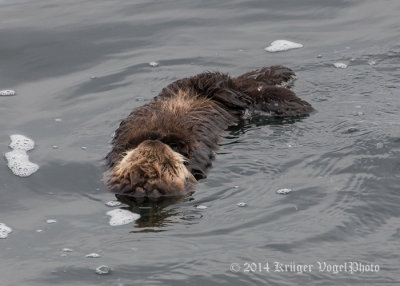 Sea Otter 8315.jpg