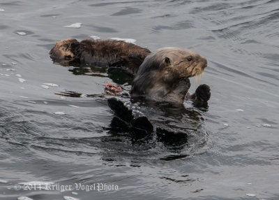 Sea Otter (9)