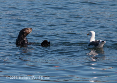 Sea Otter & Western Gull 8691.jpg