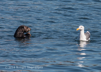 Sea Otter & Western Gull 8693.jpg
